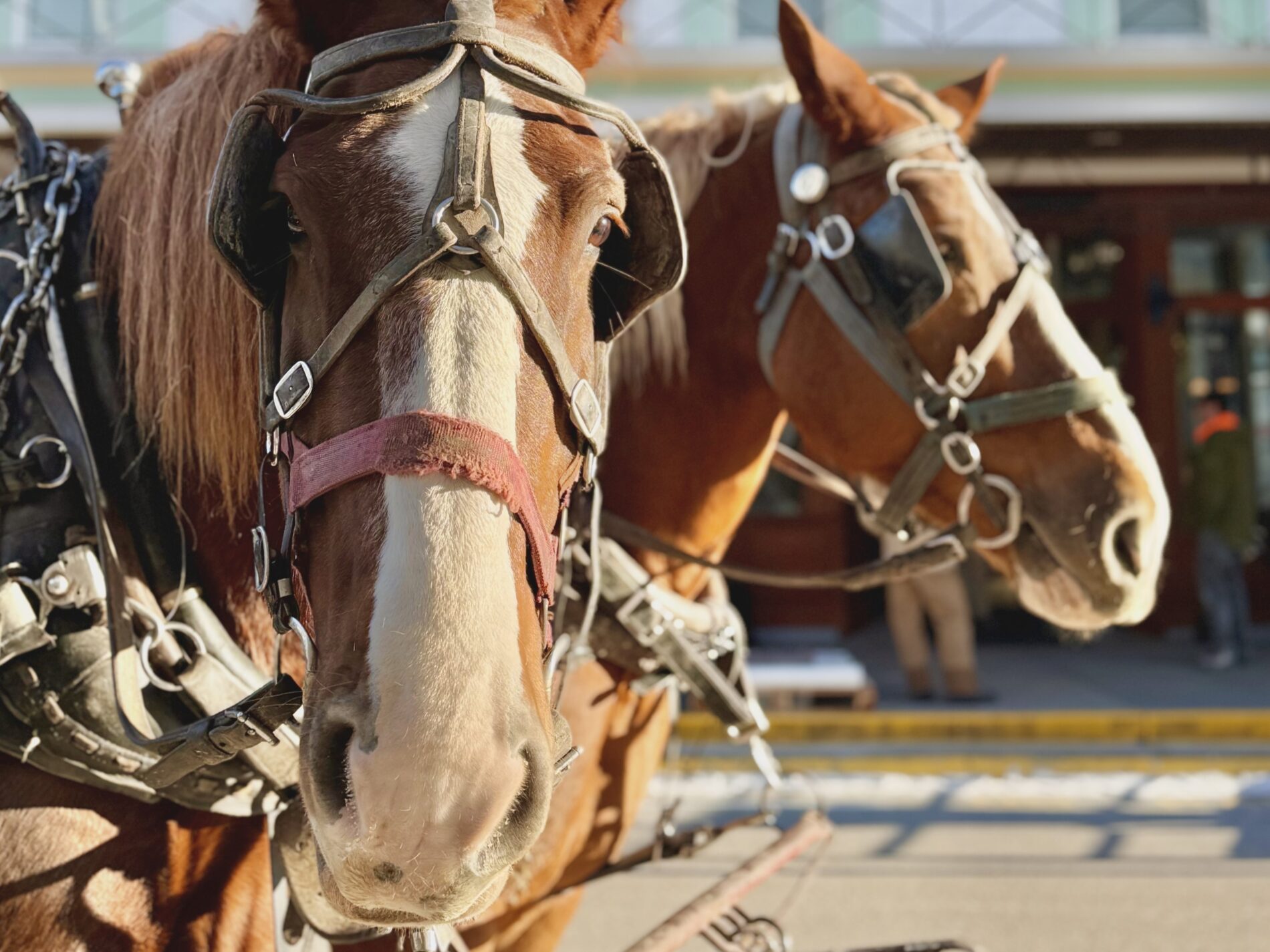 Horses of Mackinac Island taking a break in front of the Chippewa Hotel Waterfront on Main Street